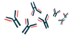 An illustration of casein antibodies.